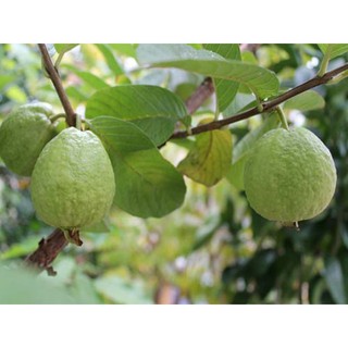 CÂY GIỐNG ỔI NỮ HOÀNG CHO TRÁI SỚM