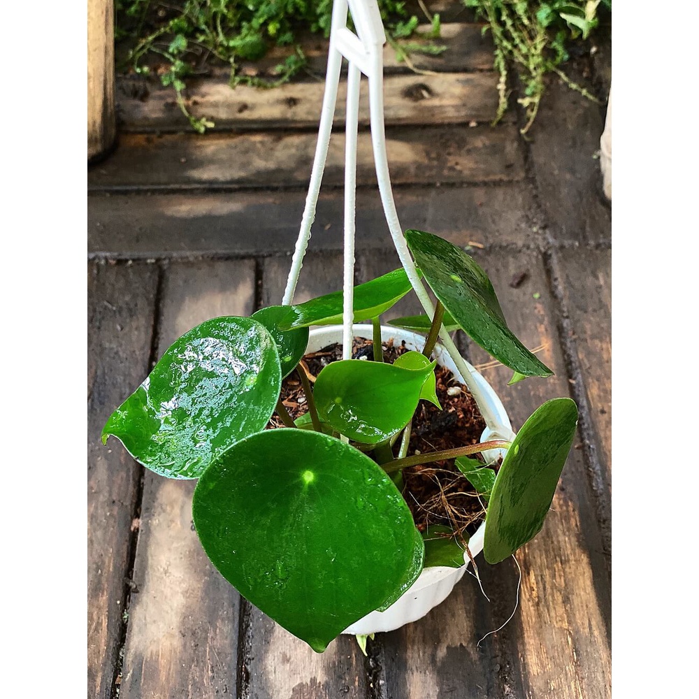 Cây Peperomia polybotrya Raindrop (Cây Giọt Mưa) chậu treo bí ngô