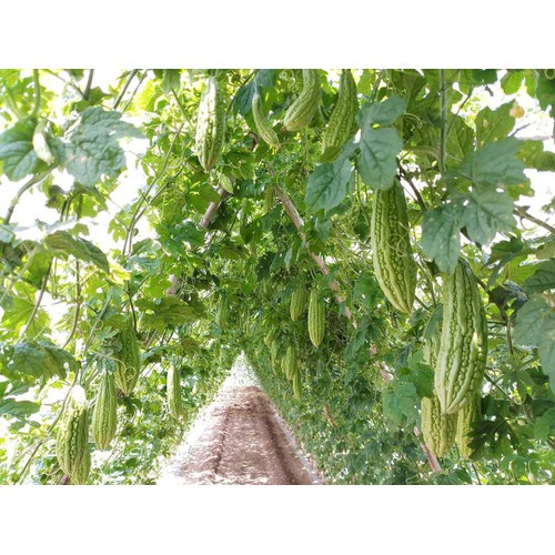 Dịch tỏi ớt sả + tinh dầu neem trừ côn trùng rầy rệp hại cây trồng- 100% hữu cơ sinh học chai 150ml (chili 150ml)