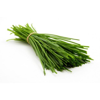 HẠT GIỐNG HÀNH GỐC ĐỎ