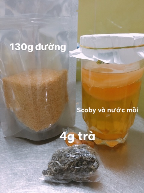 Set scoby trà đường làm kombucha+ quà tặng | BigBuy360 - bigbuy360.vn