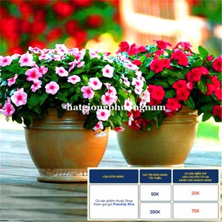 50H - HẠT GIỐNG HOA DỪA CẠN ĐỨNG