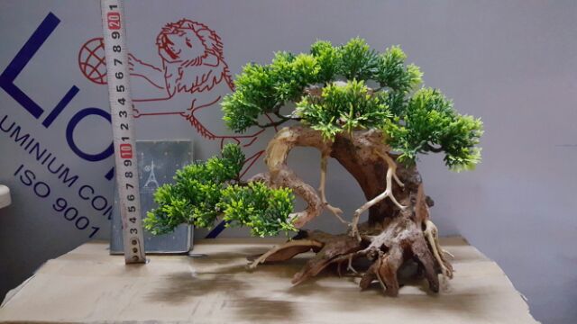 Lũa Bonsai Tùng hồ cá- ngan 25 cm,cao 17 cm