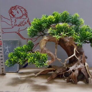 Lũa Bonsai Tùng hồ cá nhiều size.