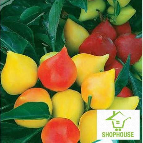 shophouse 20 Hạt giống ớt bàn đào mix màu  SHOP HOUSE  TẾT KHUYẾN MẠI