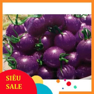 Hạt Giống Cà Chua Tím (150 Hạt) - [MUA 3 TẶNG 1 CÙNG LOẠI] - Thanh Mát, Giàu Vitamin, Năng Suất Cao