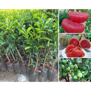 cây giống bưởi ruby thái lan