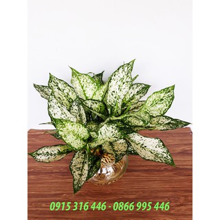 CÂY NGỌC NGÂN THỦY SINH ĐỂ BÀN