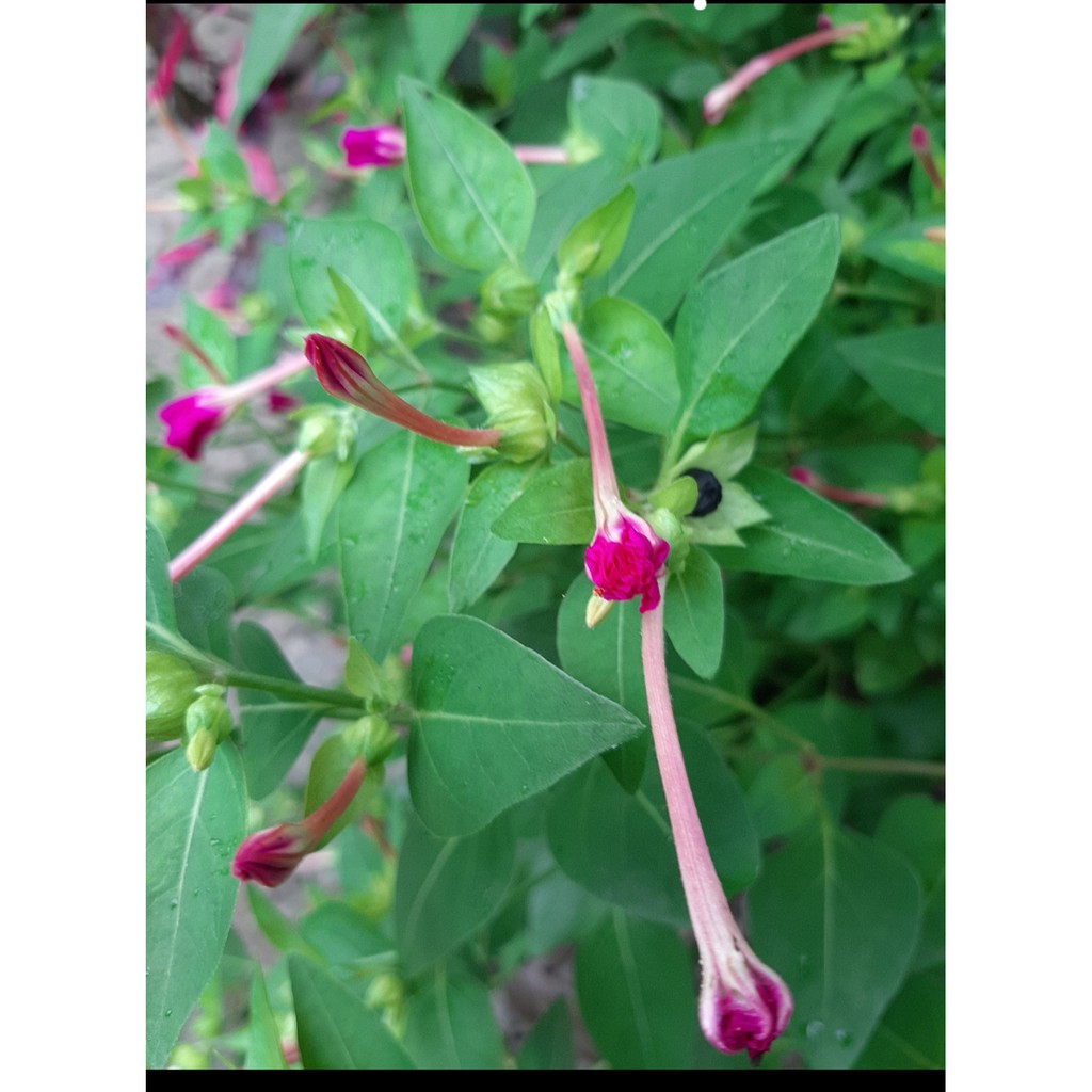 30 Hạt Cây bông phấn