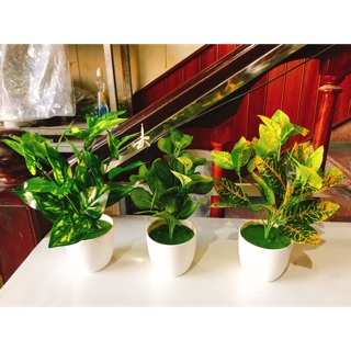 🏡combo 3 chậu cây xanh trang trí