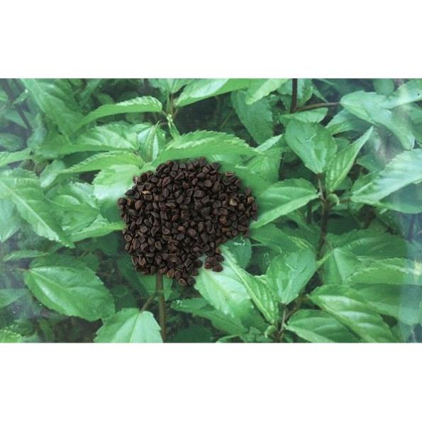 300 Hạt Giống Rau Đay