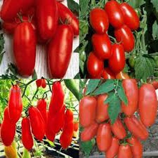 HẠT GIỐNG CÀ CHUA CHUỐI ĐỎ  (30 hạt)
