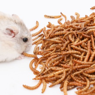 Sâu rang Hamster 500g