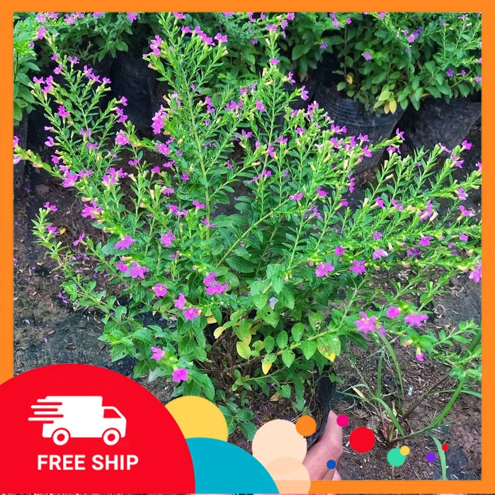 Cây cẩm tú mai, đường kính 15-20cm ⚡️ FREE SHIP ⚡️ hoa nở rực rỡ sum suê cực to cực đẹp, trang trí sân vườn