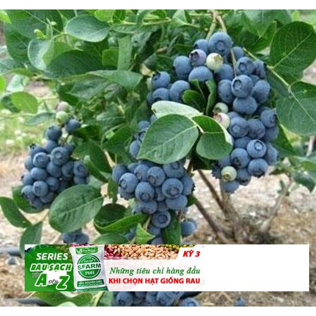 71a Hạt giống Việt quất  ĐẾN MÙA