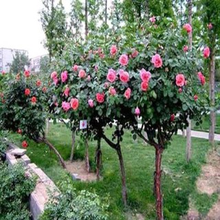 Hạt giống hoa hồng thân gỗ