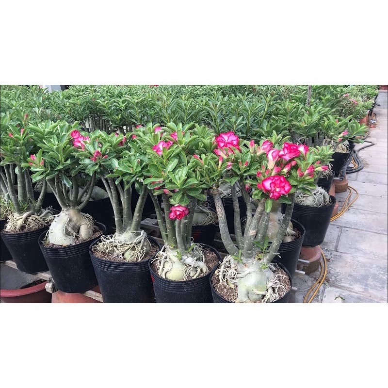 Cây sứ thái, cây sứ thái hình kim tự tháp, cây bầu lớn nhiều mặt hoa cam kết chất lượng 🌴Mua 4 tặng 1 cây bất kì🌴