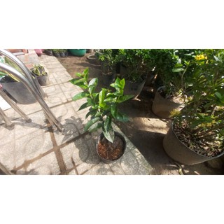 Cây bông trang mỹ hồng_ mẫu đơn mỹ hồng