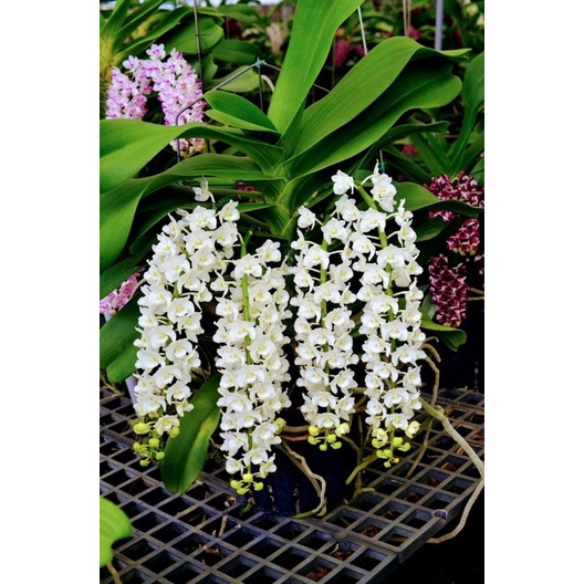 Lan Ngọc Điểm cây trưởng thành giao màu ngẫu nhiên