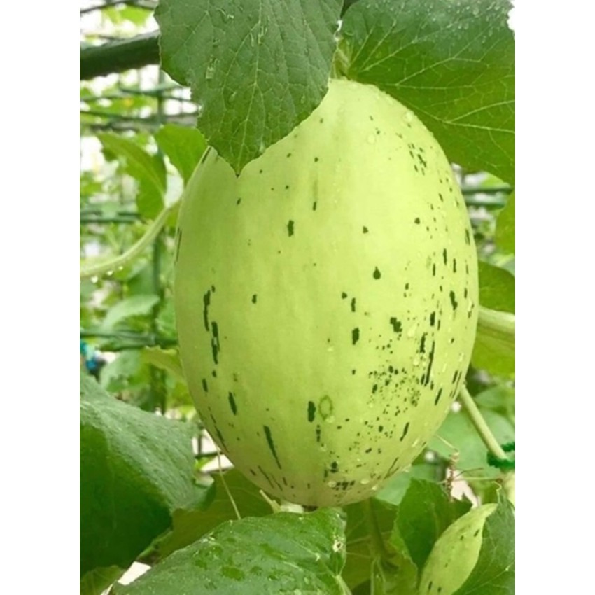 Hạt giống Dưa lê da ếch - Gói 10 hạt