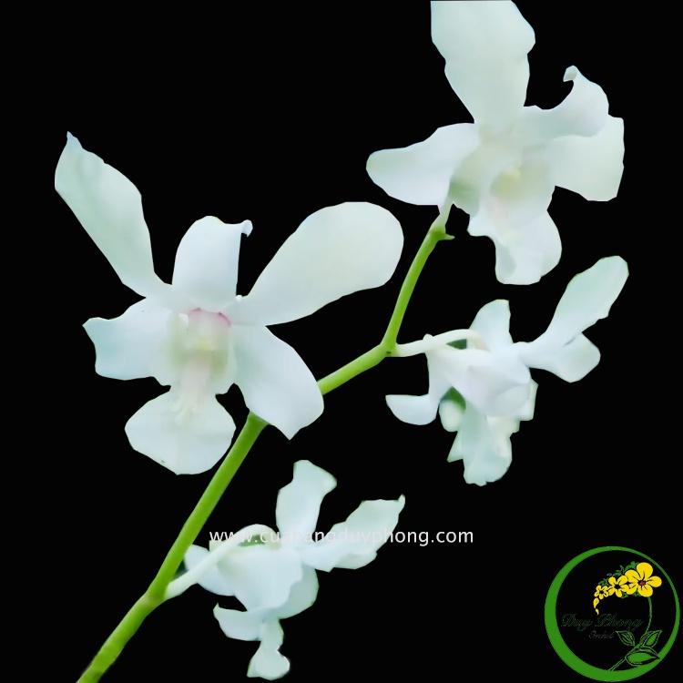 DENDRO NẮNG - C. WHITE | Hoa trắng như tuyết, rất lâu tàn có mùi thơm dễ chịu