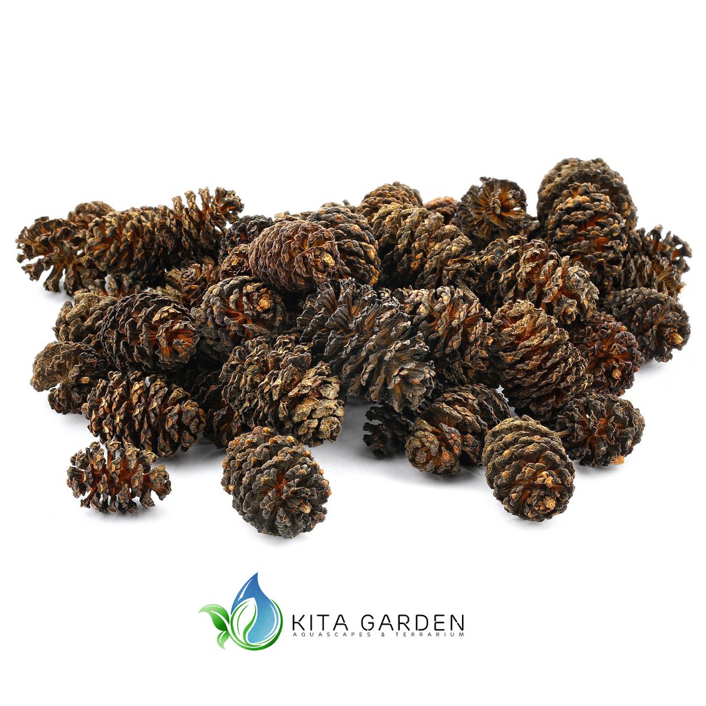 TRÁI ALDER CONES (ERLENZAPFEN) GIÚP CÁ TÉP GIẢM STRESS