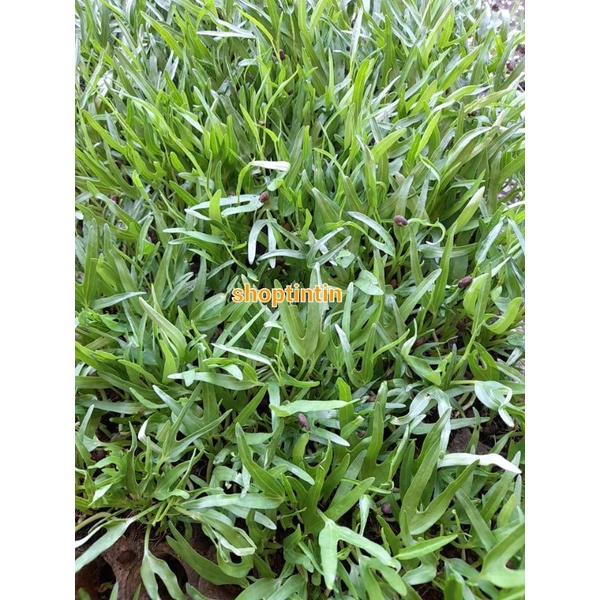 Combo 10 Bụi cây giống rau muống hạt ươm vỉ