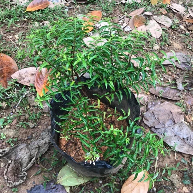 Mai chiếu thủy để bàn