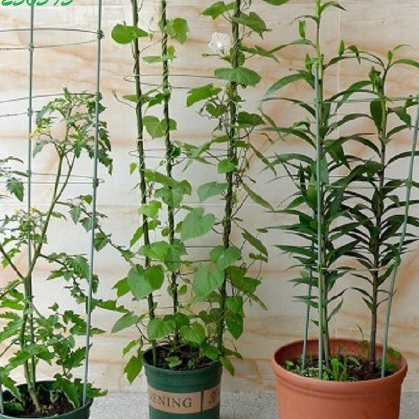 Giá đỡ hoa hồng, hoa leo đa năng kích thước cao 75cm, đường kính vòng tròn 25cm c/lượng, hg C/ty.
