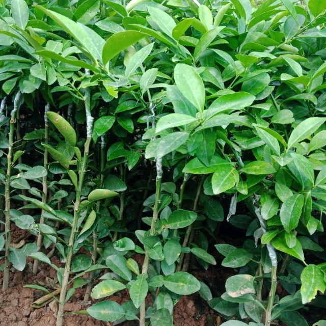 Chanh  không hạt
