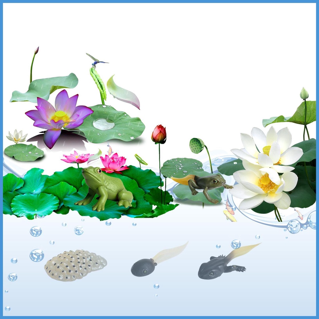 Mô Hình Chú Ếch Vòng Đời Sống Động Dùng Giáo Dục Sớm Cho Bé