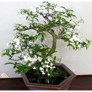Chậu cây mai chiếu thủy vượng phong thủ