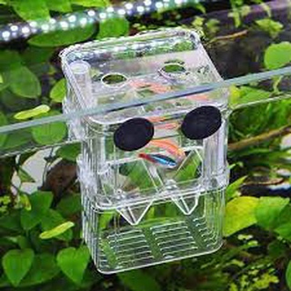Lồng đẻ cho cá tép cảnh bằng mika