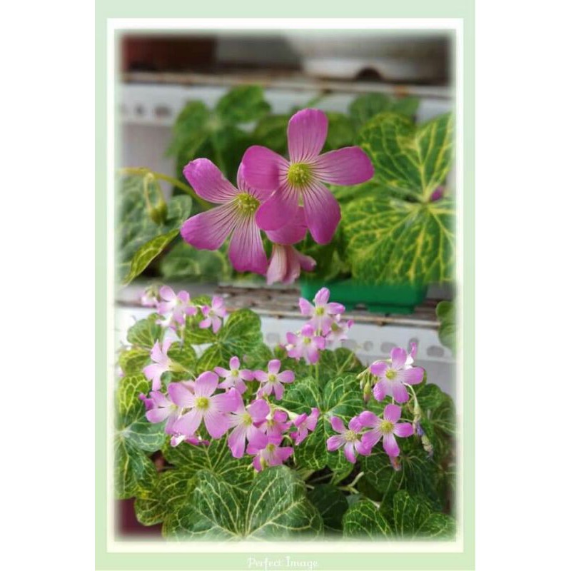 Combo 3 củ oxalis lá gân hình 4