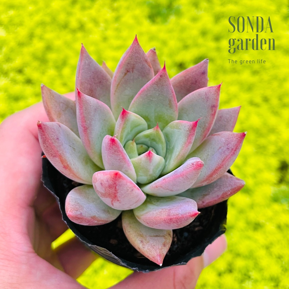 Sen đá mận tím SONDA GARDEN size bé 5-6cm, cây cảnh trang trí nhà cửa, lỗi 1 đổi 1