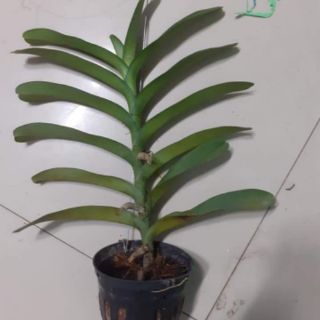 Hoa lan Denro Renred đỏ