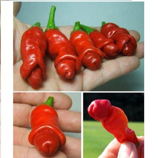 Phân phối Hạt giống ớt cu tý - ớt peter - F1 gói 10 hạt xuất xứ Đức hàng chính hãng, nhập khẩu và phân phối trực tiếp.