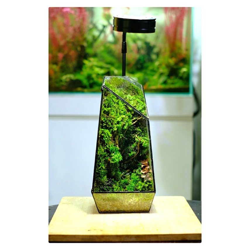 Đất kết dính, đất làm tường rêu, đất kết dính tạo tường rêu, làm tường rêu terrarium, bán cạn