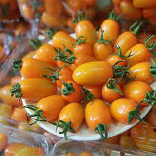 Hạt giống cà chua hoàng kim cà chua cherry vàng, siêu quả dễ trồng