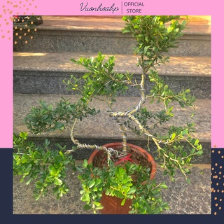 Cây linh sam bonsai, linh sam siêu bông, siêu bóng cao 40cm uốn đẹp, ảnh thật, cây phong thuỷ, lá xanh, dễ trồng
