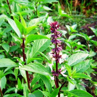 Hạt Giống Húng Quế (Húng Chó)