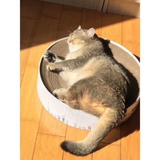 Bàn cào móng cho mèo 😺❤