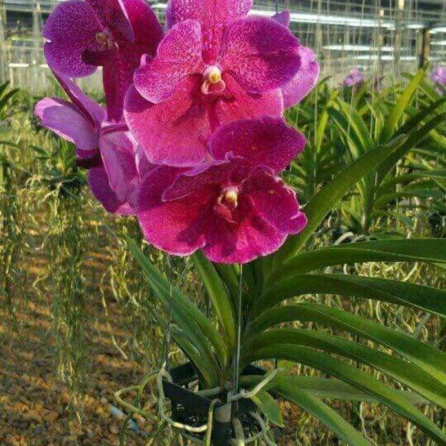 Lan vanda trưởng thành sắp hoa