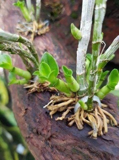 Thuốc kích rễ exo cho lan