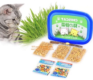 BỘ HẠT GIỐNG CỎ MÈO CATNIP (BỘ KIT TRỒNG CỎ MÈO )