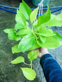 TRẦU BÀ THÁI VÀNG CHẬU TREO MINI