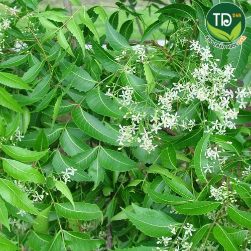 Lá neem Ấn Độ sấy khô (cây xoan Ấn Độ), cây vạn năng cho sức khỏe con người [250 gr - 1kg] I Kho thảo dược 24h