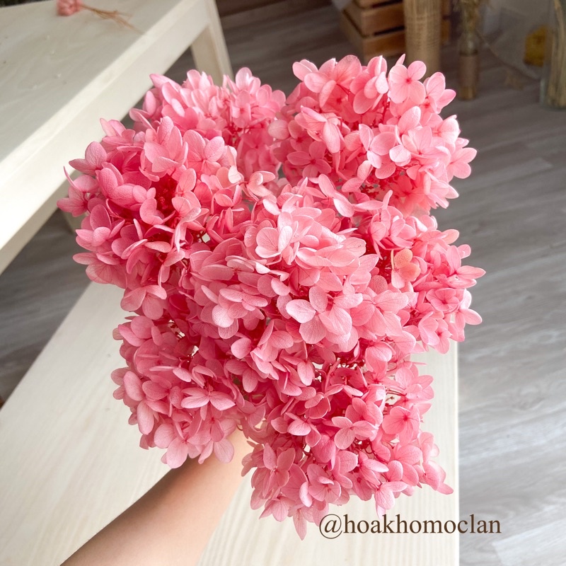 Hoa cẩm tú cầu khô Đồ decor trang trí tết nhà cửa