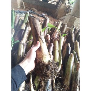 cây giống chuối cảnh