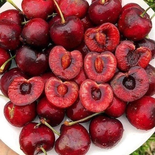 Cây giống cherry Brazil (ra trái siêu sớm)